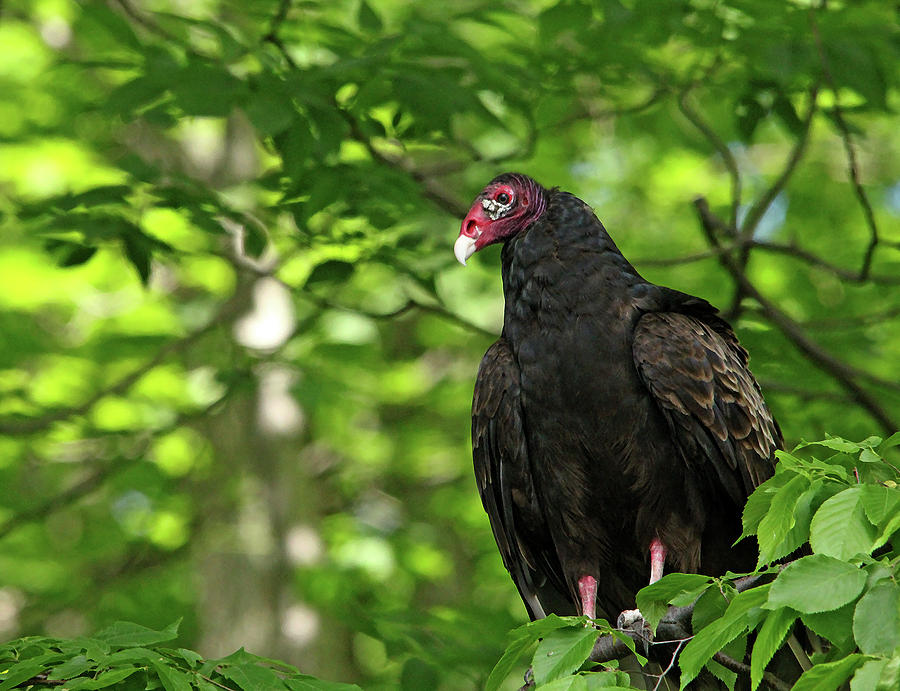 Turkey Vulture Photograph by Debbie Oppermann