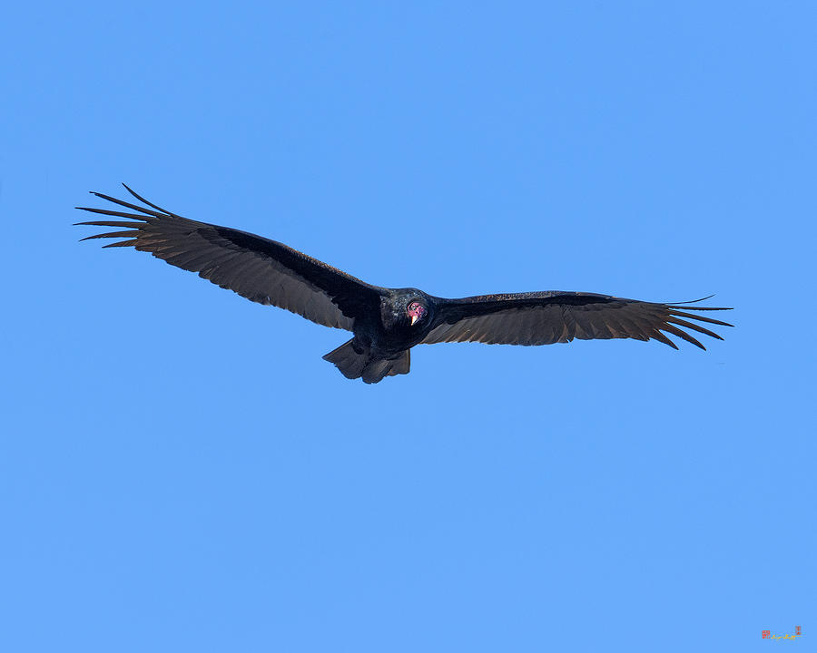 Turkey Vulture DRB0223 Photograph by Gerry Gantt