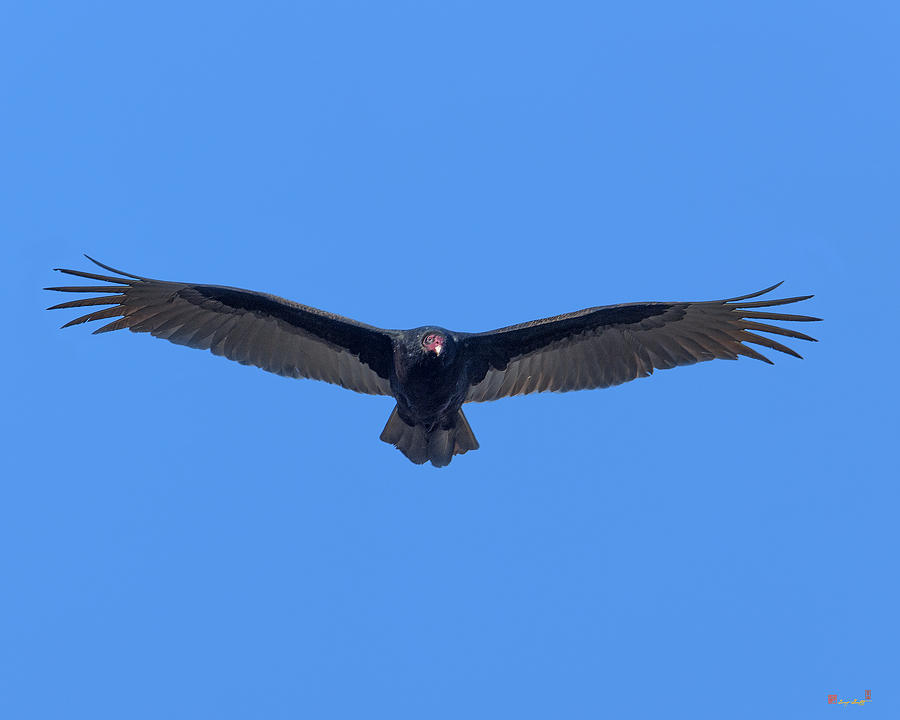 Turkey Vulture DRB0225 Photograph by Gerry Gantt