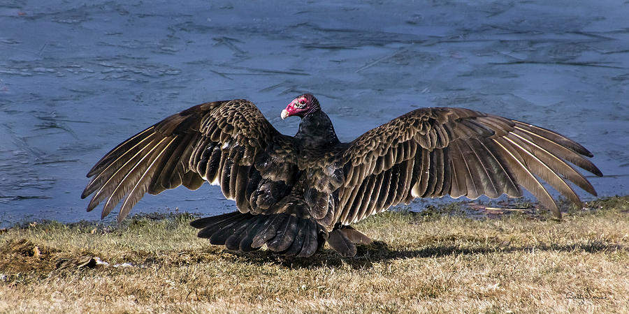 Turkey Photograph - Turkey Vulture Drying Its Wings by Betty Denise