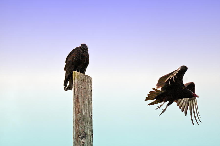 Turkey Vulture Duo 2 Photograph by Joyce Dickens