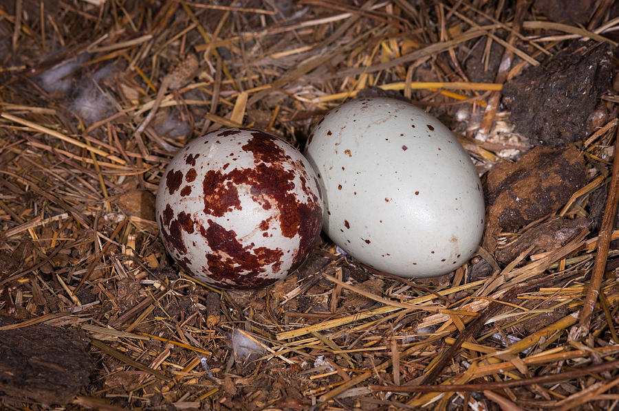 Turkey Vulture Eggs Photograph by Jeff Phillippi