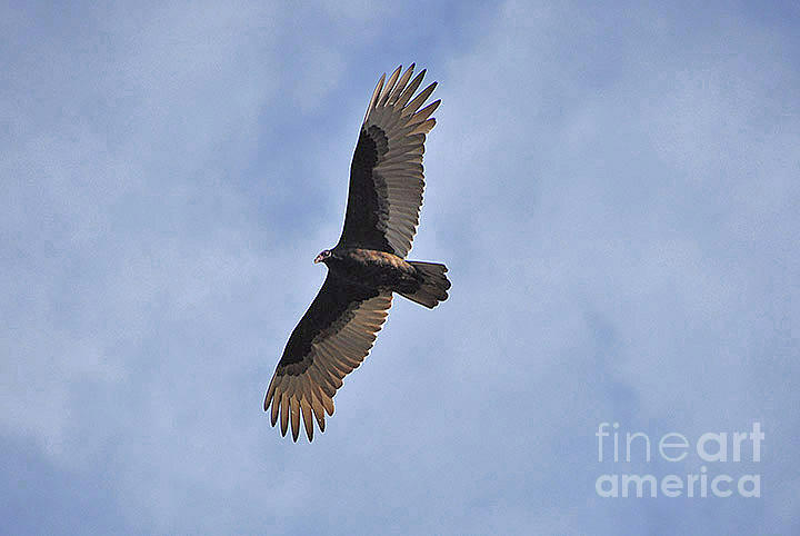 Turkey Vulture Photograph by Erica Freeman