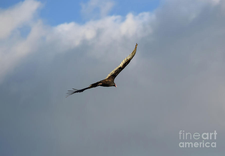 Bird Photograph - Turkey Vulture Flyby by William Tasker