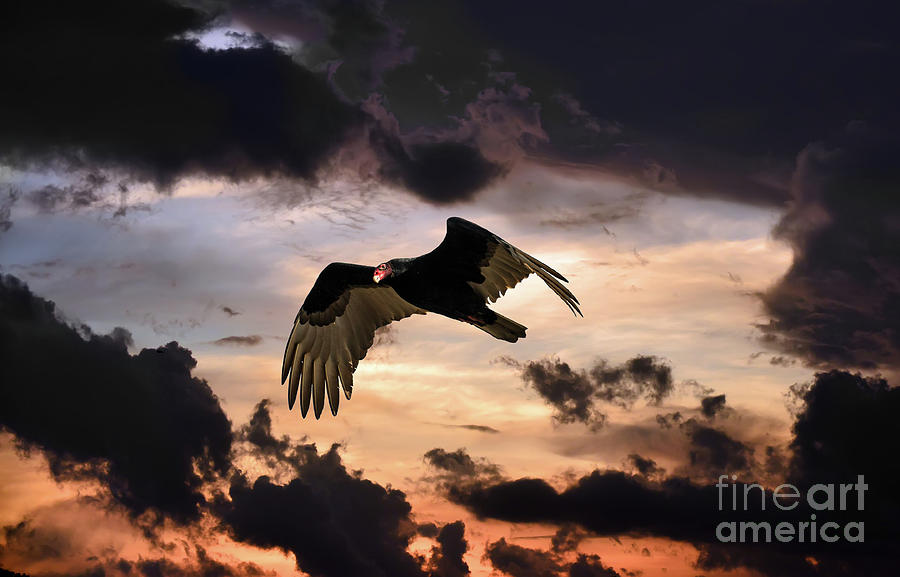 Turkey vulture flying in an onimous sky at sunset Photograph by Patrick Wolf