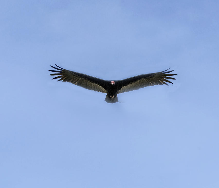 Turkey Vulture Flying Toward You Photograph by William Bitman