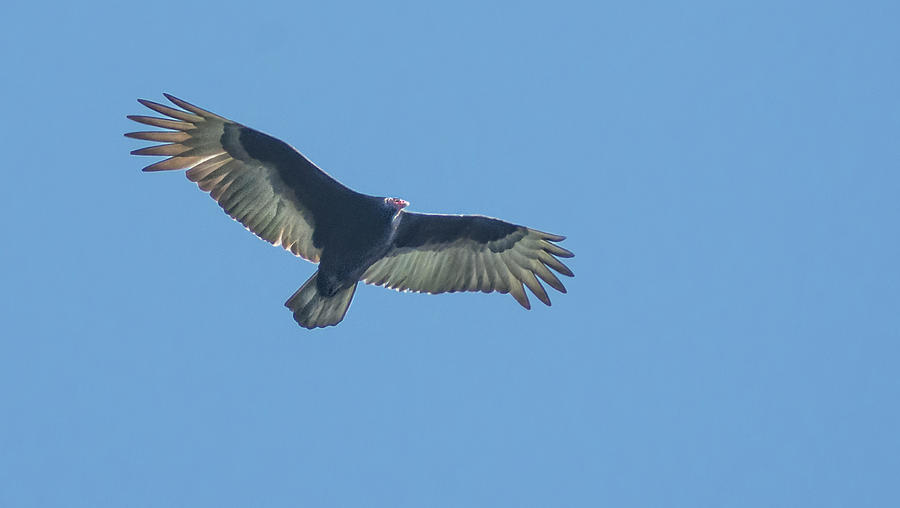 Turkey Vulture Flyover Photograph by Rick Mosher