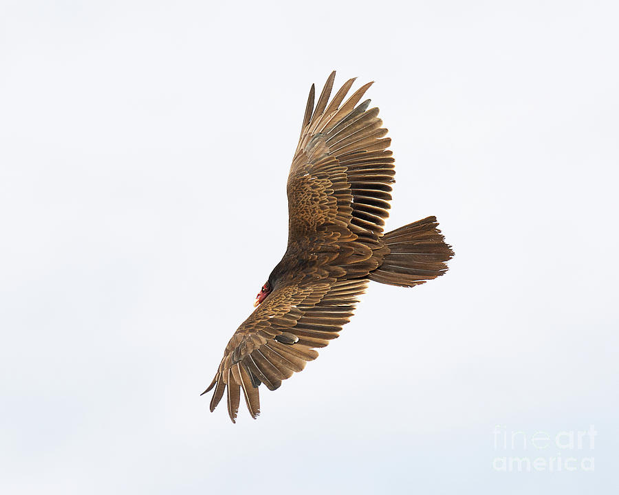 Turkey Vulture Hunting Photograph by Dennis Hammer