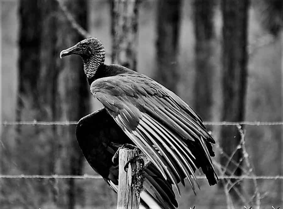 Vulture Photograph - Turkey Vulture In Black and White by Mario Carta