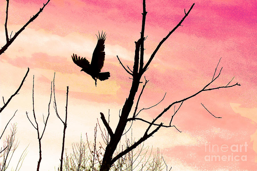 Turkey Vulture in Flight at Sunset Photograph by Karen Adams