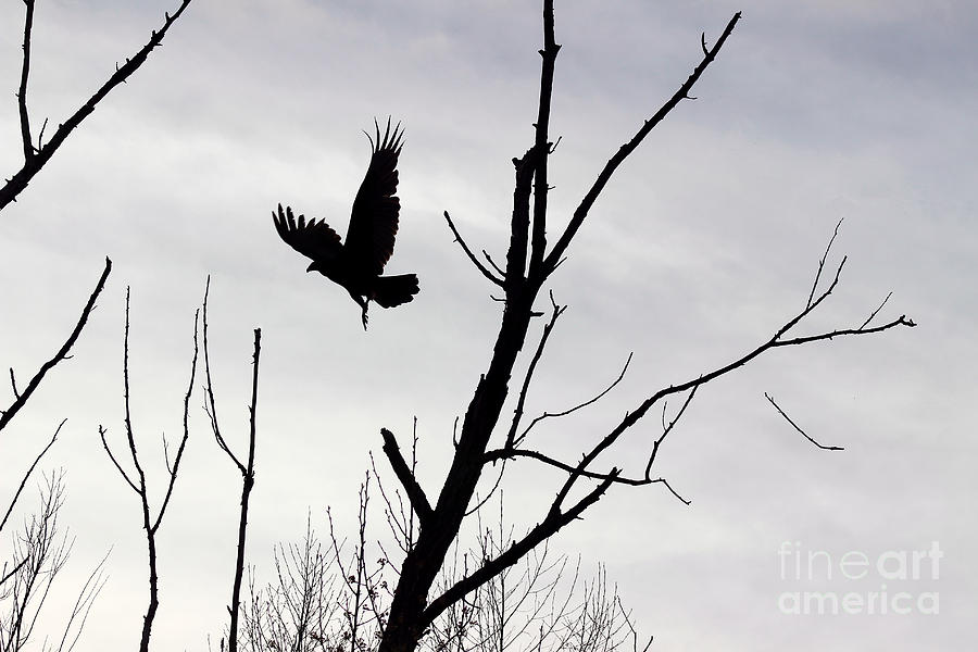 Turkey Vulture in Flight Black and White Photograph by Karen Adams