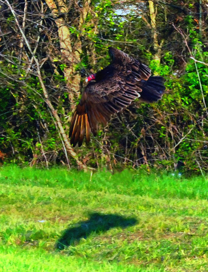 Vulture Digital Art - Turkey Vulture in Flight by Flees Photos