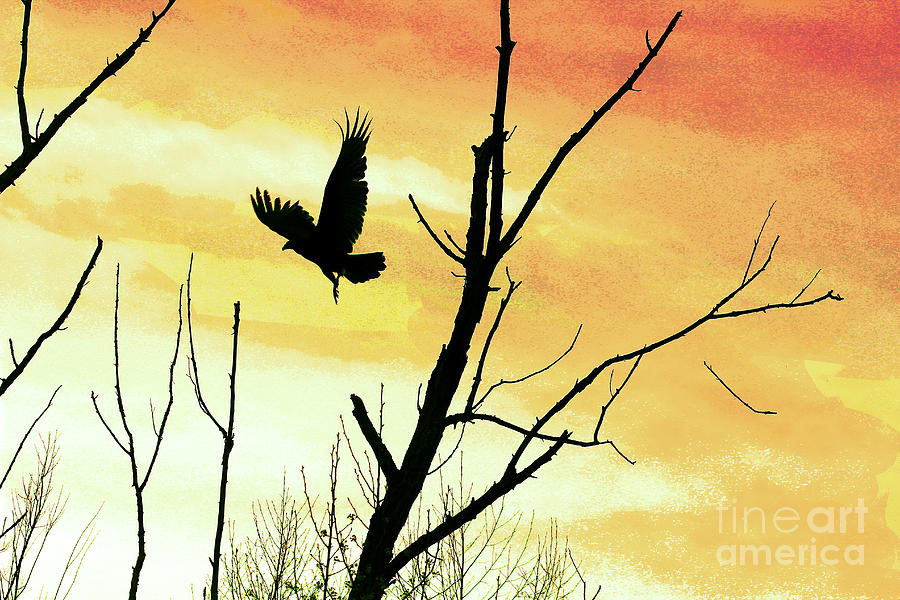 Turkey Vulture in Flight in Yellow Sky Photograph by Karen Adams