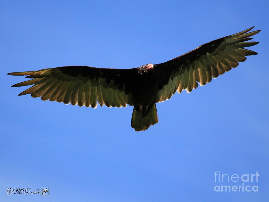 Nature Photograph - Turkey Vulture in Flight by J McCombie