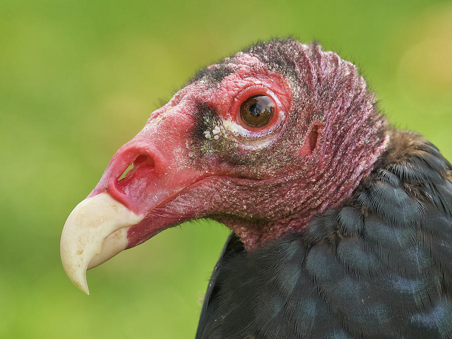 Buzzard Photograph - Turkey Vulture in profile by Jim Hughes