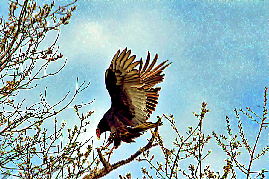 Turkey Vulture In Tree Photograph