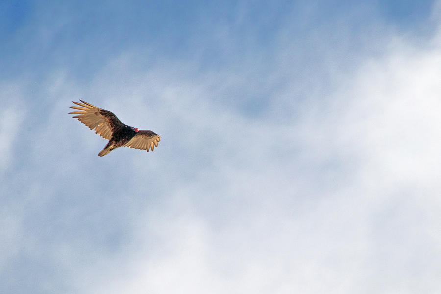 Turkey Vulture Photograph by Ira Marcus