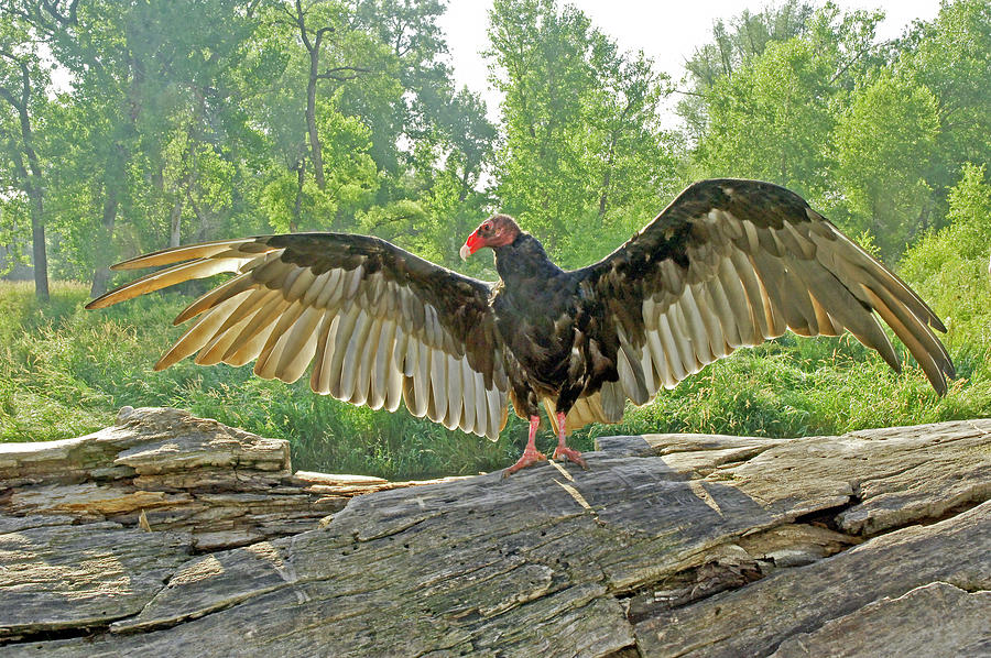 Turkey Vulture Photograph by James Steele