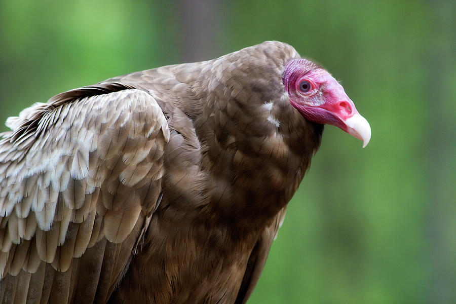Turkey Vulture Photograph by Jill Lang