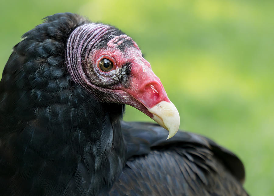 Turkey Vulture Photograph by Jim Hughes