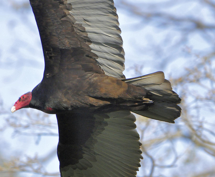 Turkey Vulture  Photograph by Josephine Buschman
