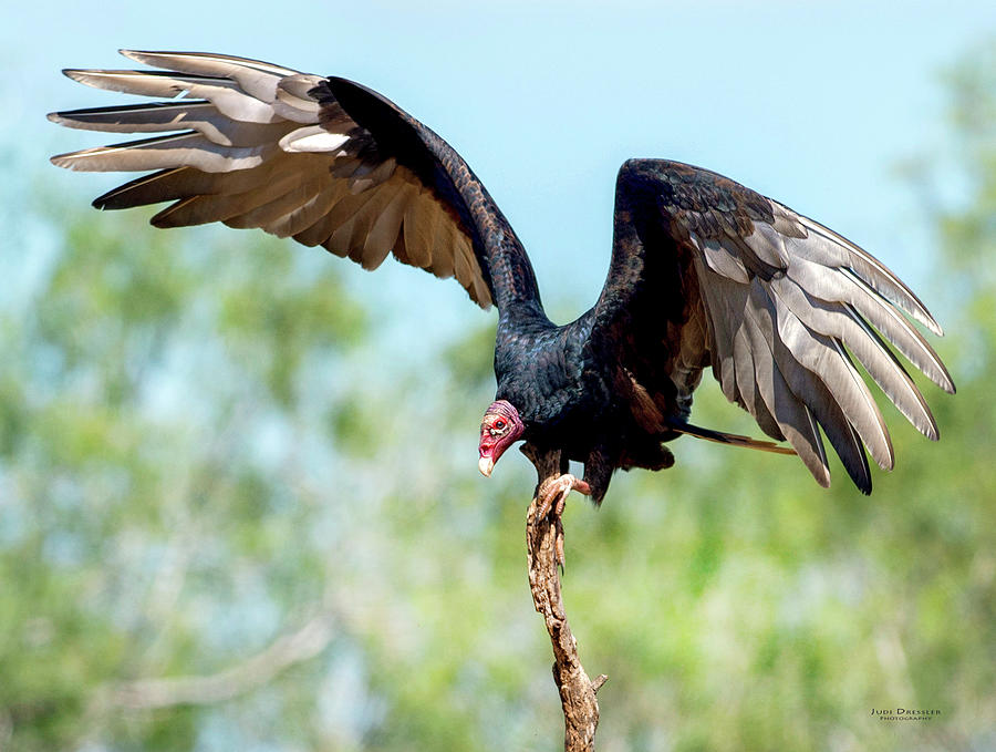Bird Photograph - Turkey Vulture by Judi Dressler