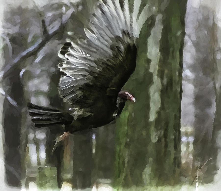 Turkey Vulture -  Photograph by Julie Weber