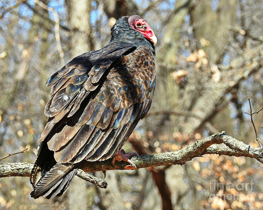 Turkey Vulture Photograph by Kathy M Krause
