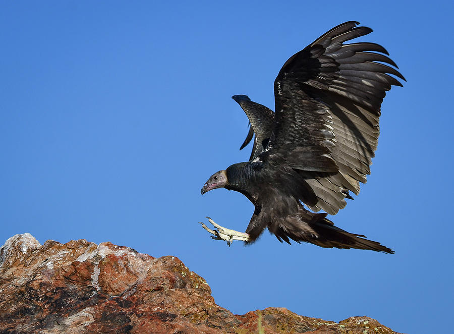 Turkey Photograph - Turkey Vulture Landing by Rick Mosher