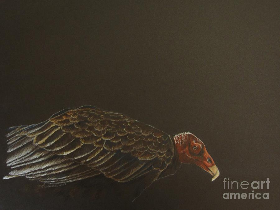 Turkey Vulture Drawing by Laurianna Taylor