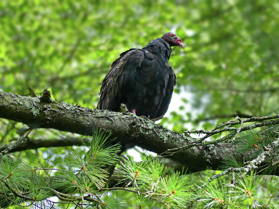 Turkey Vulture Photograph by Lyuba Filatova