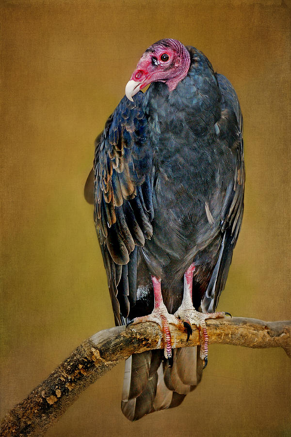 Turkey Vulture Photograph by Nikolyn McDonald