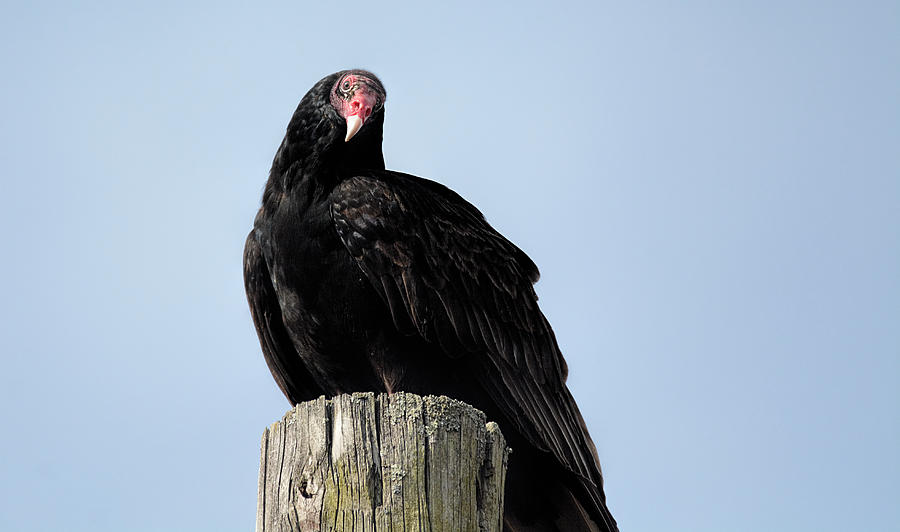 Turkey Vulture On Electric Pole 103104252015 Photograph