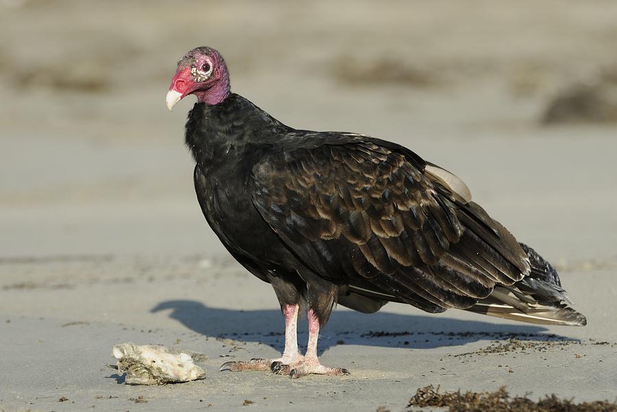 Turkey Vulture on the Beach Photograph by Bradford Martin
