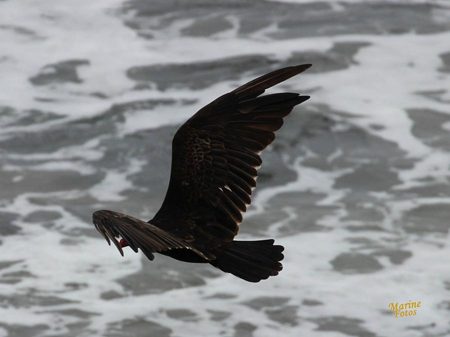 Wildlife Photograph - Turkey Vulture Over Ocean by Gary Canant