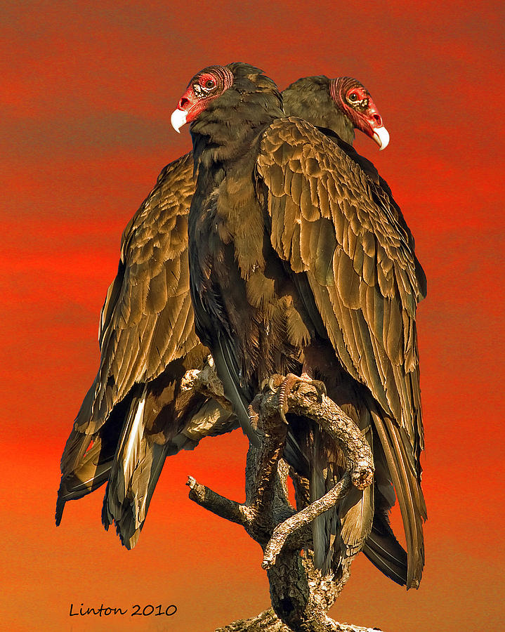 Turkey Vulture Pair Photograph by Larry Linton