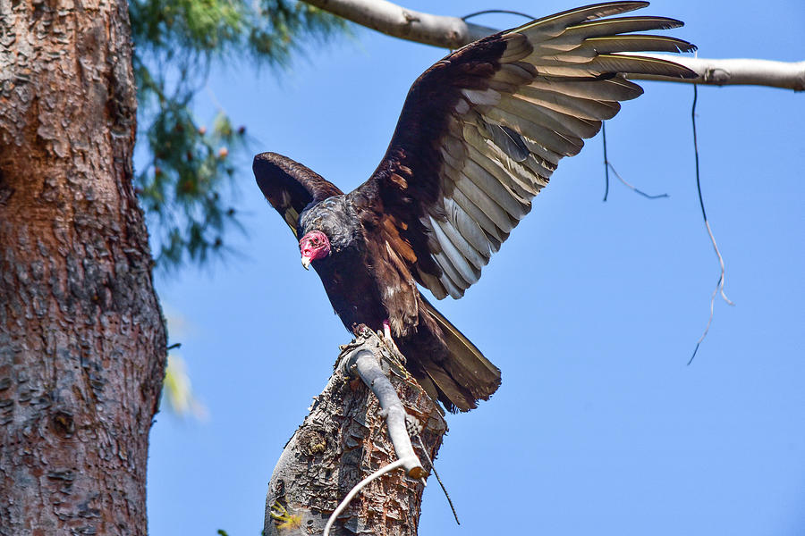 Turkey Vulture Perched 3 Photograph by Linda Brody