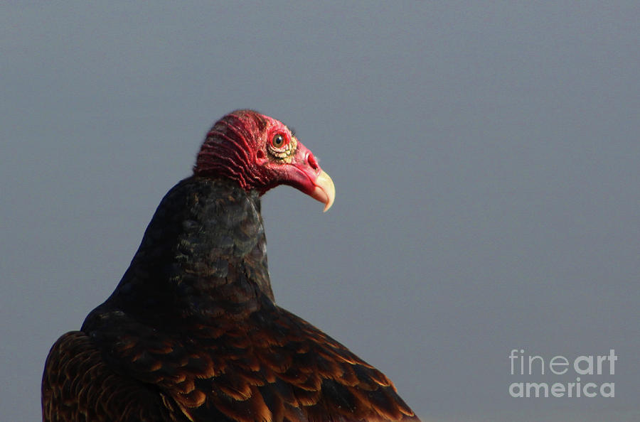Turkey Vulture Portrait Photograph by Deb Schense