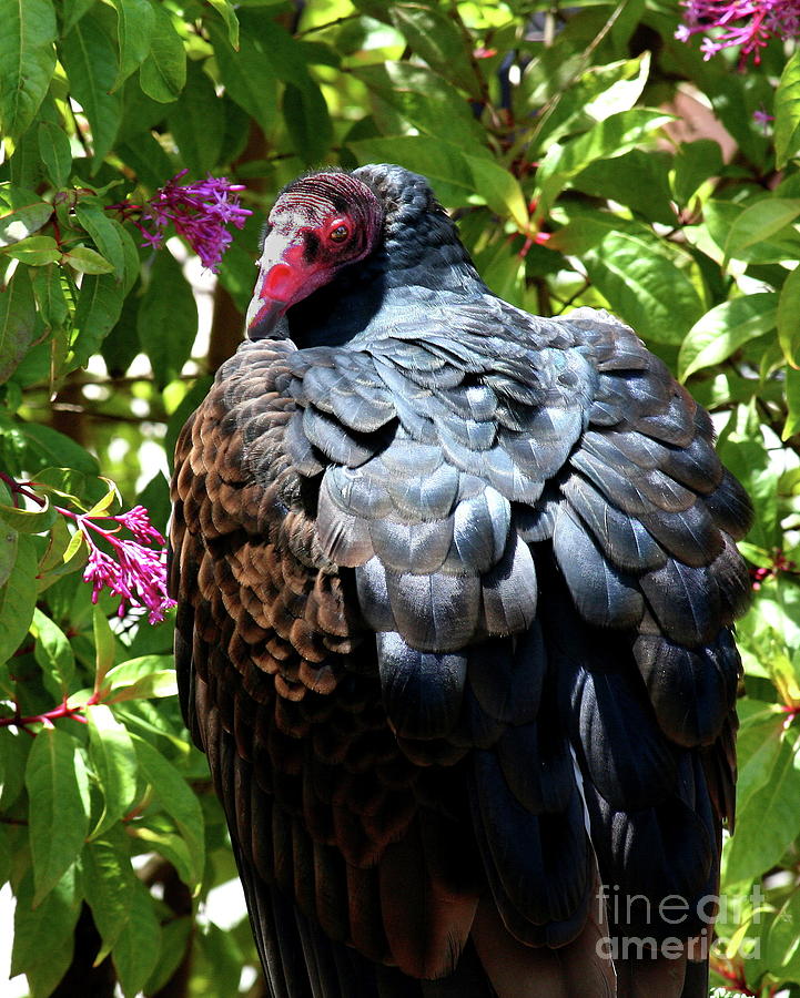 Turkey Vulture Portrait . R6805 Photograph by Wingsdomain Art and Photography