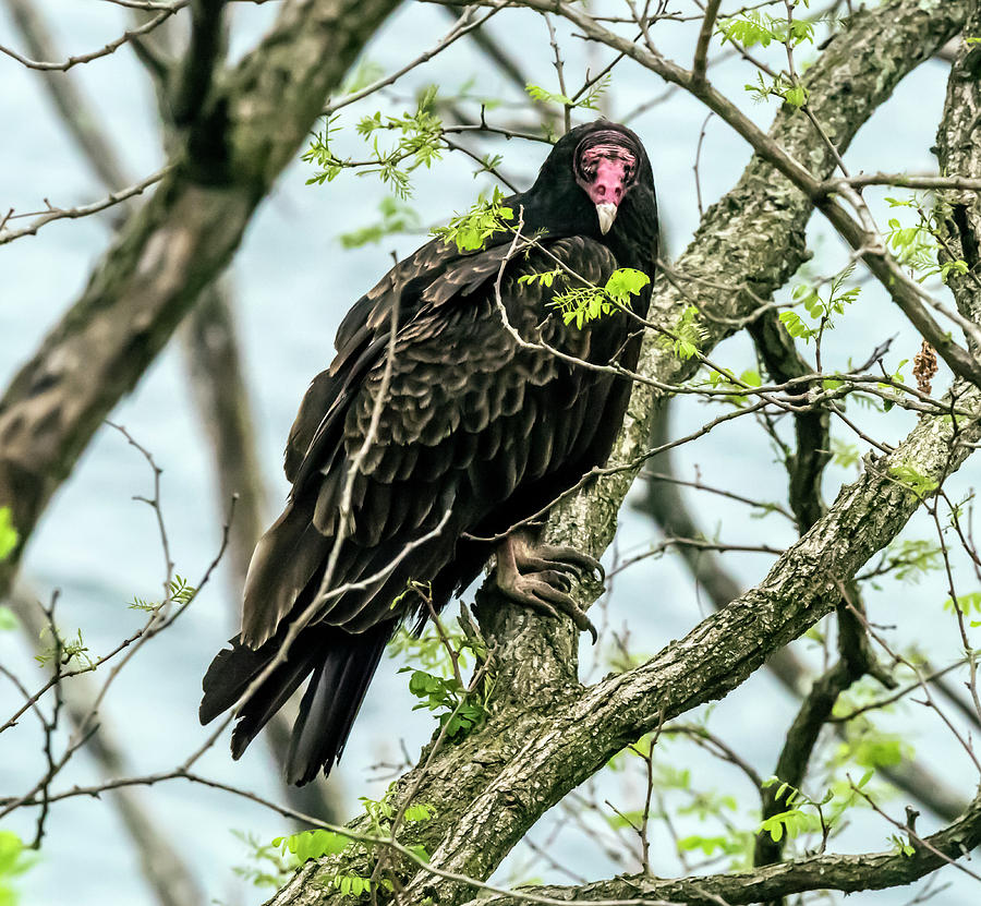 Turkey Vulture Portrait Photograph by William Bitman