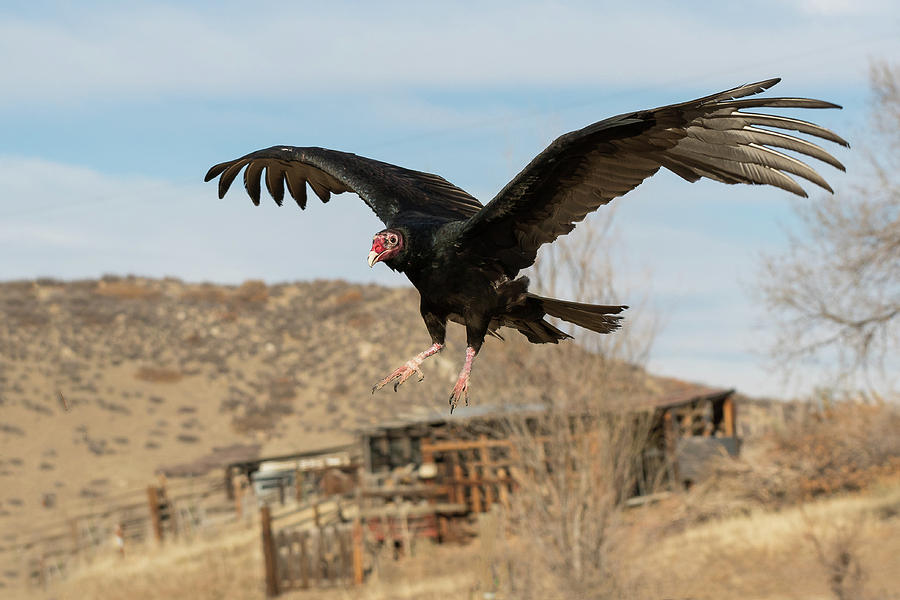 Turkey Vulture Preps for Landing Photograph by Tony Hake