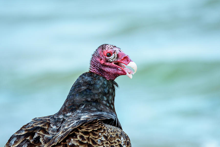 Turkey Vulture Profile 2 Photograph by Debra Martz