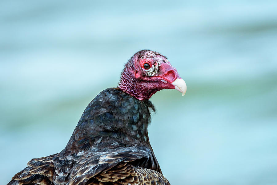 Turkey Vulture Profile Photograph by Debra Martz