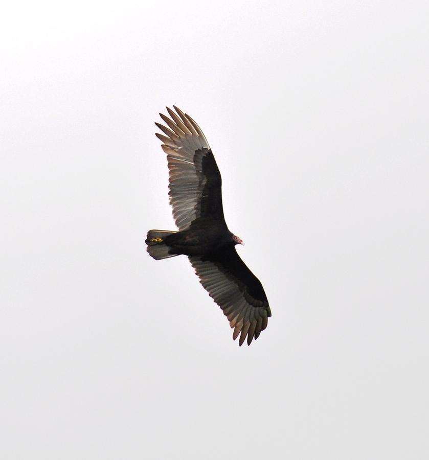 Vulture Photograph - Turkey Vulture by Rich Bodane