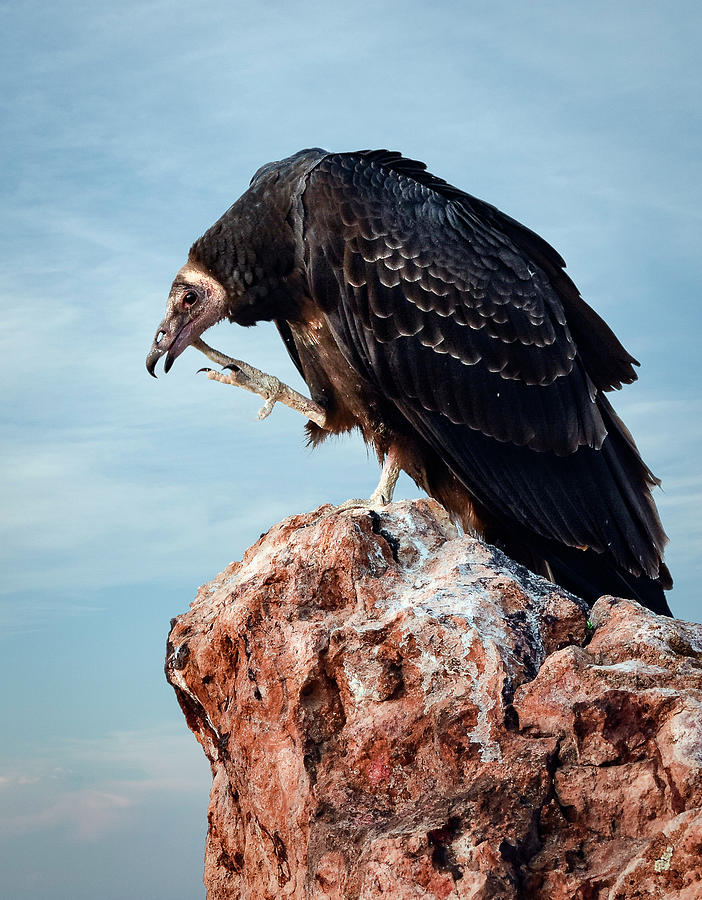 Turkey Photograph - Turkey Vulture Scratching Chin by Rick Mosher