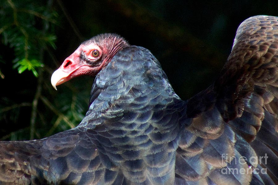 Turkey Vulture Photograph by Sean Griffin