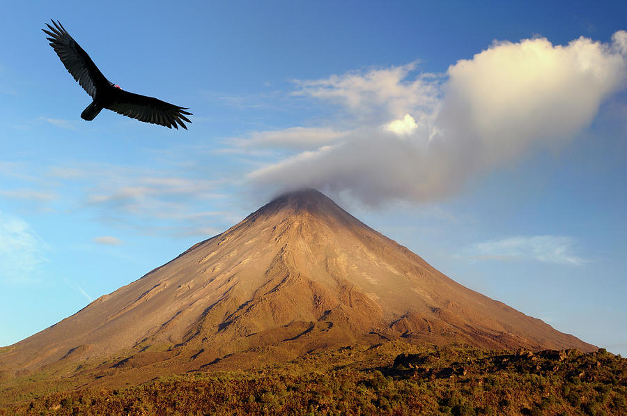 Turkey vulture soaring at active Arenal Volcano Costa Rica at su ...