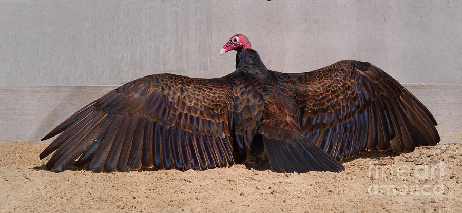 Turkey Vulture Spreading Wings by Em Witherspoon Turkey Vulture Spreading Wings by Em Witherspoon