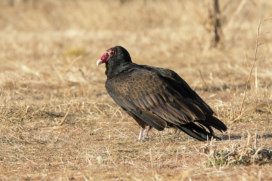 Turkey Vulture Stakes Out a Spot Photograph by Tony Hake