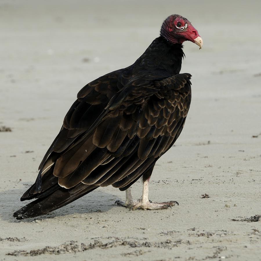 Turkey Vulture standing on the Beach Photograph by Bradford Martin